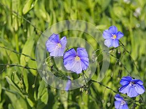 Linum perenne - perennial flax, blue flax