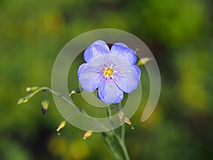 Linum perenne - perennial flax, blue flax