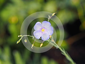 Linum perenne - perennial flax, blue flax