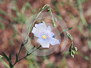 Linum perenne - perennial flax, blue flax