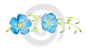 Linum perenne perennial flax, blue flax, lint blue flowers on green stems with buds, isolated hand painted watercolor