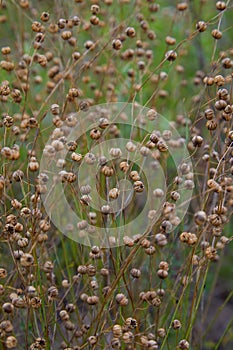 Linum perenne perennial flax, blue flax or lint. photo