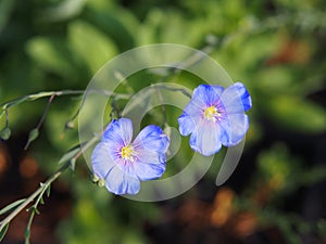 Linum perenne - perennial flax, blue flax photo