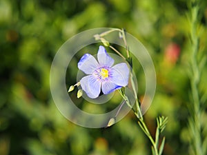 Linum perenne - perennial flax, blue flax photo
