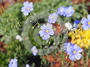 Linum perenne - perennial flax, blue flax photo