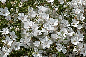 Linum suffruticosum subsp salsoloides photo