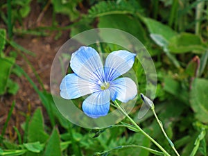 Linum usitatissimum flower in wild