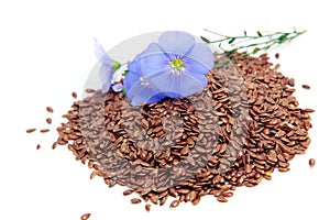 Linum usitatissimum flowers and seeds photo