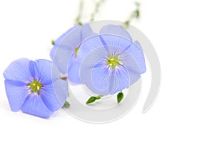 Linum usitatissimum L. photo