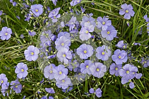 Linum usitatissimum, linen flowers in a field. Springtime in the garden photo