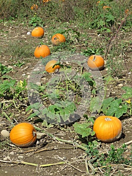 Linus would not spend the night in this pumpkin patch photo