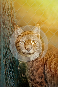 Linx portrait