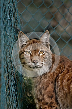 Linx portrait