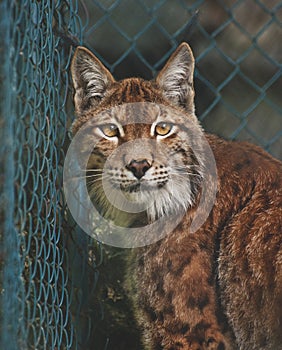 Linx portrait