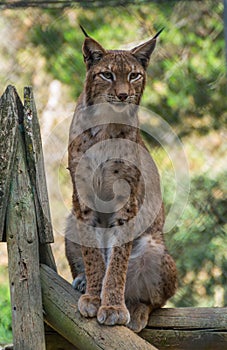 Linx sitting on a log