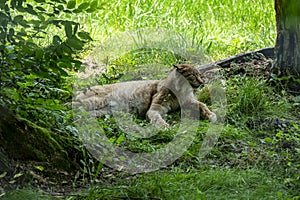 Linx at the zoo in Targu Mures