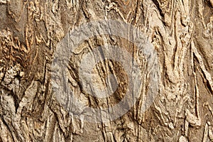 Liny stone texture photo