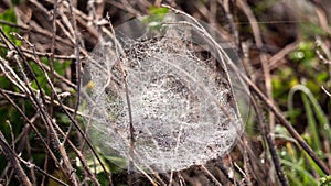 Linyphiidae family hammock web photo