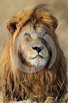 Lio male with large golden mane, Serengeti