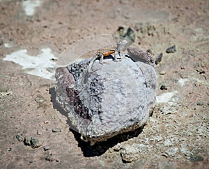 Liolaemus fabiani, commonly known as Yanez`s tree iguana and Fabian`s lizard in Ande Mountains and Lake Chaxa near San Pedro