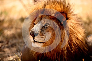 Lion