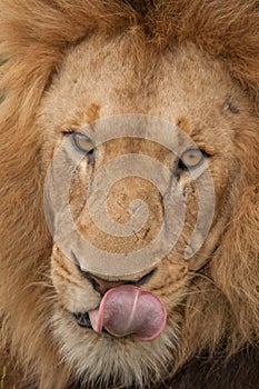 Lion