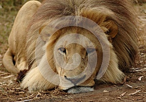 Lion photo