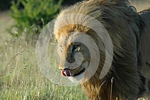 Lion