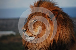 Lion