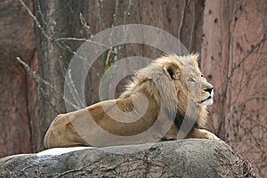 Lion