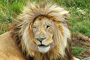 Lion