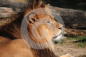 Lion photo