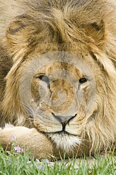 Lion