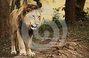 Lion