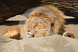 Lion