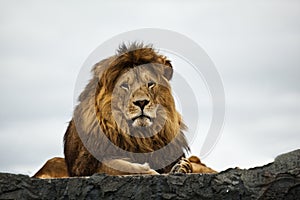 Lion