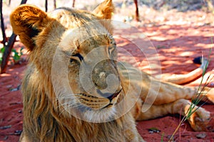 Lion