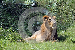 Lion