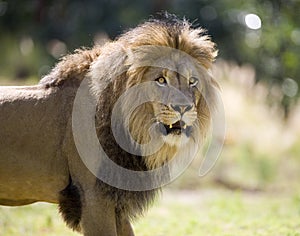 Lion