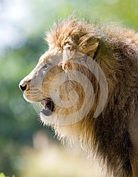 Lion