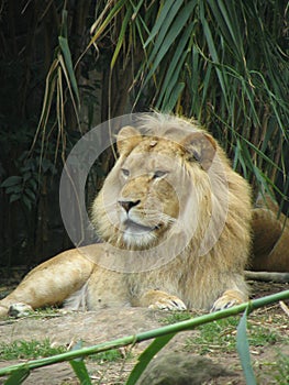 Lion