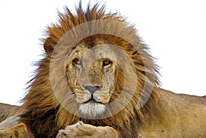 Lion photo