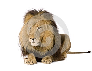 Lion (4 and a half years) - Panthera leo