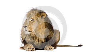 Lion (4 and a half years) - Panthera leo