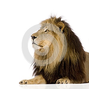 Lion (4 and a half years) - Panthera leo