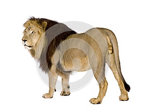 Lion (4 and a half years) - Panthera leo