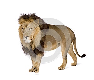 Lion (4 and a half years) - Panthera leo