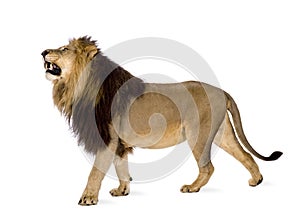 Lion (4 and a half years) - Panthera leo