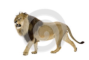 Lion (4 and a half years) - Panthera leo