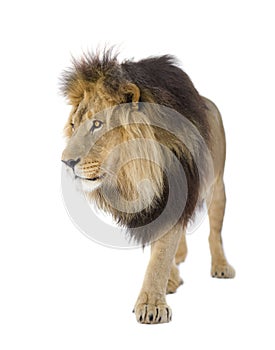 Lion (4 and a half years) - Panthera leo